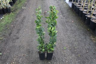 Pot 2L hauteur moyenne 60/80 cm (hors pot)