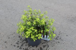 Pot 3L