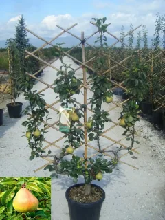 Poirier 'Beurre hardy' (Pyrus communis) — arbre fruitier palissé avec plusieurs fruits en pépinière · Pot 35L