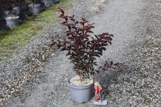 Pot 3L
