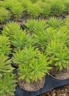 Euphorbe 'Ascot rainbow' (Euphorbia amygdaloides) — massif de jeunes plants vert jaunâtre en pot · Pot 3L