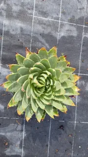 Aloès spirale du lesotho (Aloe polyphylla) — rosette spiralée de feuilles charnues vertes bord jaunissant · Pot 2.5L