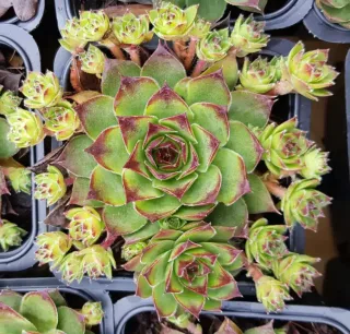 Joubarbe verte à pointe violacée 'Lusignan' (Sempervivum) — rosette charnue verte bordée de rouge en godet