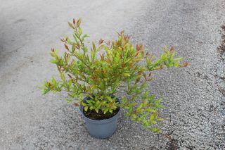Pot 3L Hauteur 30/40 cm (hors pot)
