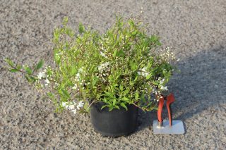 Pot 3L