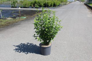 Pot 15L
