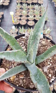 Agave d'amérique bleu 'Toliman blue' (Agave americana) — jeune plante succulente vert bleuté en pot noir · Pot 2.5L