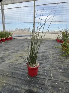 Prêle (Equisetum hyemale) — tiges dressées vertes dans pot rouge en serre · Pot 4L