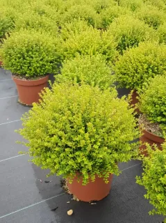 Chèvrefeuille boule à feuilles de buis 'Panmin' (Lonicera nitida) — touffes arrondies au feuillage vert vif en pot · Pot 3L Touffe