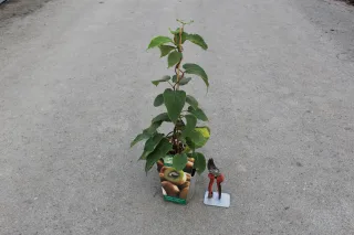 Pot 2L