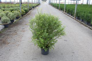 Pot 7.5L