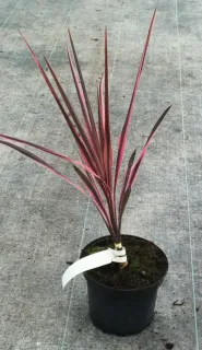 Cordyline australe 'Southern splendour' (Cordyline australis) — jeune plant aux longues feuilles rubanées rose et pourpre · Pot 2.5L