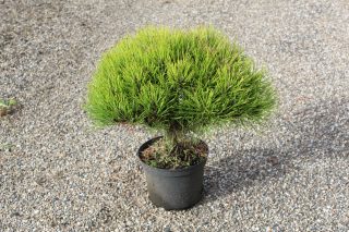 Pot 3L hauteur moyenne 20/30 cm (hors pot)
