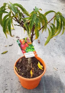 Brugnon nain rubis 'Necta zee' (Prunus persica) — jeune arbre fruitier en pot plastique orange · Pot 6L