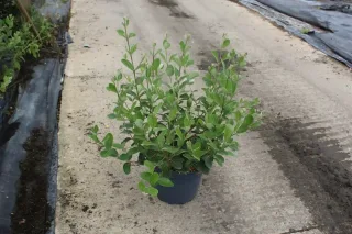 Feijoa. goyavier du brésil 'Gemini' (Feijoa sellowiana) — jeune arbuste au feuillage vert en pot · Pot 7.5L
