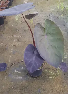 Oreille d'éléphant 'Black saphir gecko' (Colocasia) — grand feuillage pourpre vert sur tiges rouges en pot · Pot 2.5L
