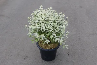 Pittospore 'Irene paterson' (Pittosporum tenuifolium) — arbuste compact au feuillage panaché en pot noir · Pot 7.5L