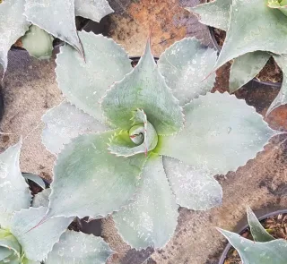 Agave à feuilles ovales (Agave ovatifolia) — rosette charnue aux feuilles épaisses dentelées · Pot 2.5L