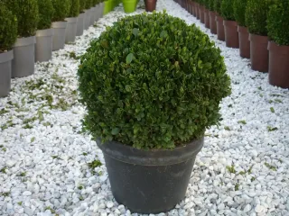 Buis à petites feuilles 'Faulkner' (Buxus microphylla) — arbuste taillé en boule dans un pot noir · Pot 10L