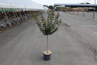 Pot 7.5L MTI