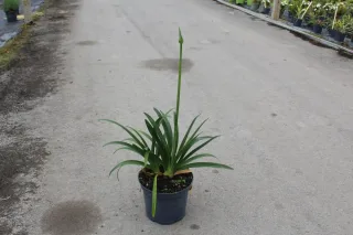 Agapanthe Africaine 'Bleu' (Agapanthus africanus) — jeune plante à longues feuilles vertes et hampe florale · Pot 7.5L