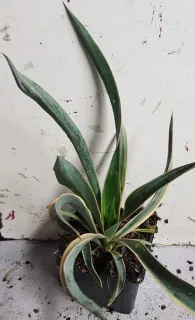 Yucca 'Variegata' (Yucca gloriosa) — jeune plant aux longues feuilles arquées panachées · Godet