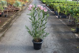 Pot 7.5L  hauteur 60/80 cm