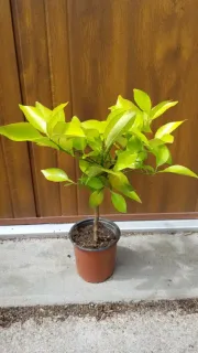 Tangelo 'Mineola' (Citrus) — petit arbre fruitier au feuillage vert en pot · Pot 1.5L Tige