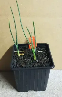 Ail à tête ronde (Allium sphaerocephalon) — jeunes pousses vertes dans pot noir de pépinière · Godet