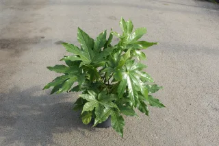Pot 5L