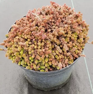 Orpin/sedum à 6 angles (Sedum sexangulare) — touffe dense de petit feuillage succulent coloré en pot · Pot 2.5L Touffe