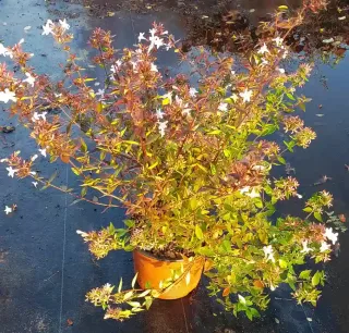 Abélia 'Sherwood' (Abelia grandiflora) — arbuste fleuri en conteneur plastique sur sol noir · Pot 3L