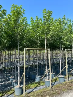 Érable rouge 'Autumn blaze' (Acer freemanii) — alignement de jeunes arbres tuteurés en pépinière · Pot 30L Tige 8/10