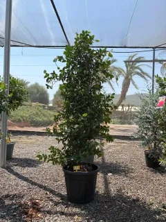 Jasmin étoilé (Trachelospermum jasminoides) — grande liane persistante tuteurée en pot noir de pépinière · Pot 35L