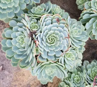 Echeveria (Echeveria pumila) — succulente en rosettes serrées vue de dessus · Pot 2.5L