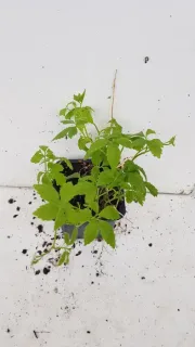 Herbe de l'immortalité (Gynostemma pentaphyllum) — jeune plant vert dans petit conteneur plastique · Godet