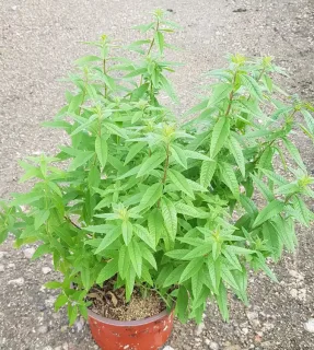 Verveine citronnelle (Aloysia citriodora) — arbuste feuillu vert en pot sur graviers · Pot 2.5L