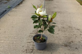 Pot 4L hauteur moyenne 40/60 cm (hors pot)