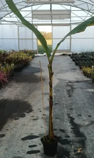 Bananier japonais 'Ever red' (Musa sikkimensis) — jeune plante tropicale en pot dans serre · Pot 6L