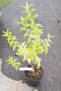 Arbre aux papillons (Buddleia salviifolia) — jeune arbuste feuillu en pot noir de pépinière · Pot 3L Touffe