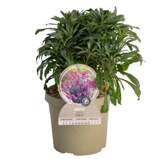 Pot 3,5L
