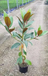 Magnolia de la galissonnière 'Galissoniere' (Magnolia grandiflora) — jeune plant ramifié au feuillage vert et brun · Pot 3L Baliveau