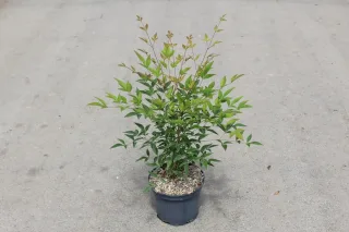 Bambou sacré (Nandina domestica) — jeune arbuste en pot sur sol bétonné · Pot 3L