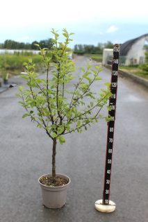 Pot 12L formé en gobelet sur une tige de 60-70 cm, hauteur totale de 125-150 cm (hors pot), plante âgée de 3 ans