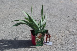 Pot 2,5L