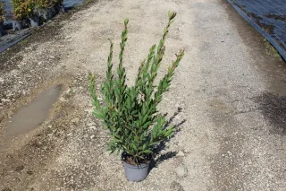 Rince-bouteilles 'Inferno' (Callistemon viminalis) — jeune arbuste dressé en pot sur allée gravillonnée · Pot 3L