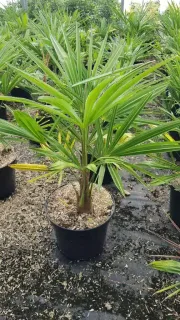 Palmier de chine (Trachycarpus fortunei) — jeune palmier vert en pot de pépinière · Pot 8L