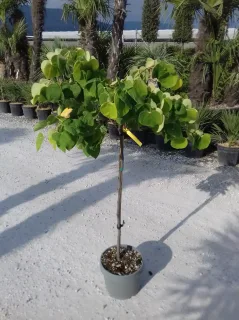 Gainier du Canada 'The rising sun' (Cercis canadensis) — petit arbre en pot, feuilles vertes arrondies · Pot 10L Mini-tige