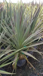Cordyline 'Choco mint' (Cordyline australis) — touffe dense de feuilles rubanées bicolores en pot · Pot 3L