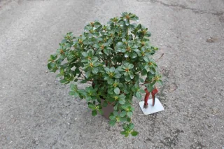 Pot 3L hauteur moyenne 30/35 cm (hors pot)